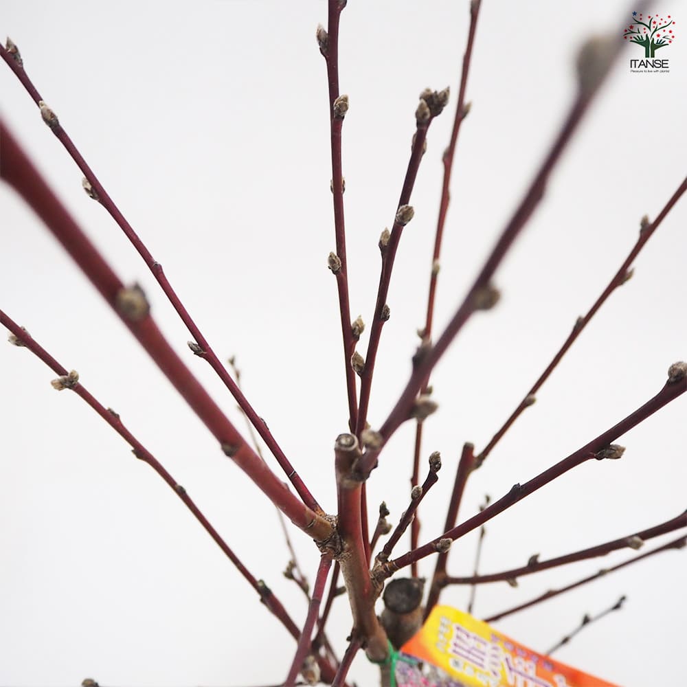 花桃の苗木 照手姫 紅 【花木苗 6号／1個売り】｜ 【植物の