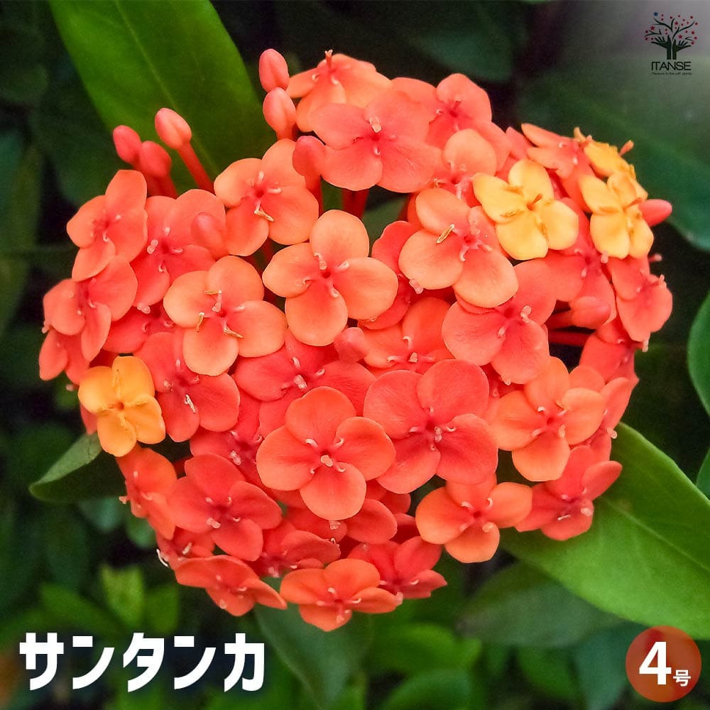 サンタンカ 【花木苗 4号】｜ 【植物のITANSE】全品送料無料・即