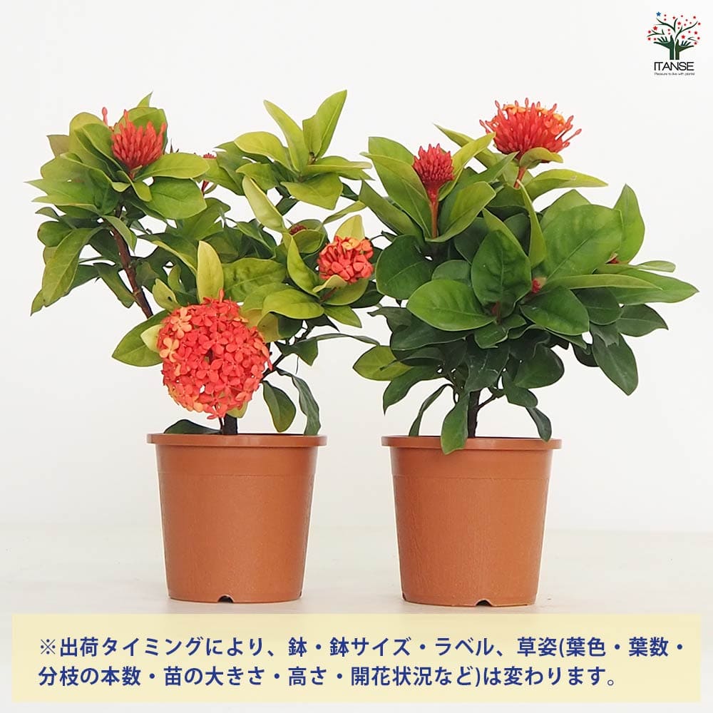 サンタンカ 【花木苗 4号】｜ 【植物のITANSE】全品送料無料・即