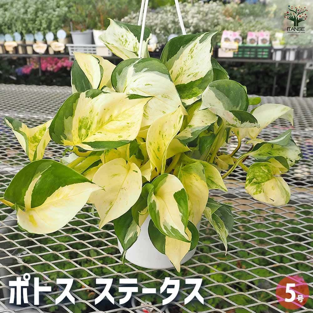 ポトス ステータス吊り 【観葉植物 5号／1個売り】｜ 【植物の