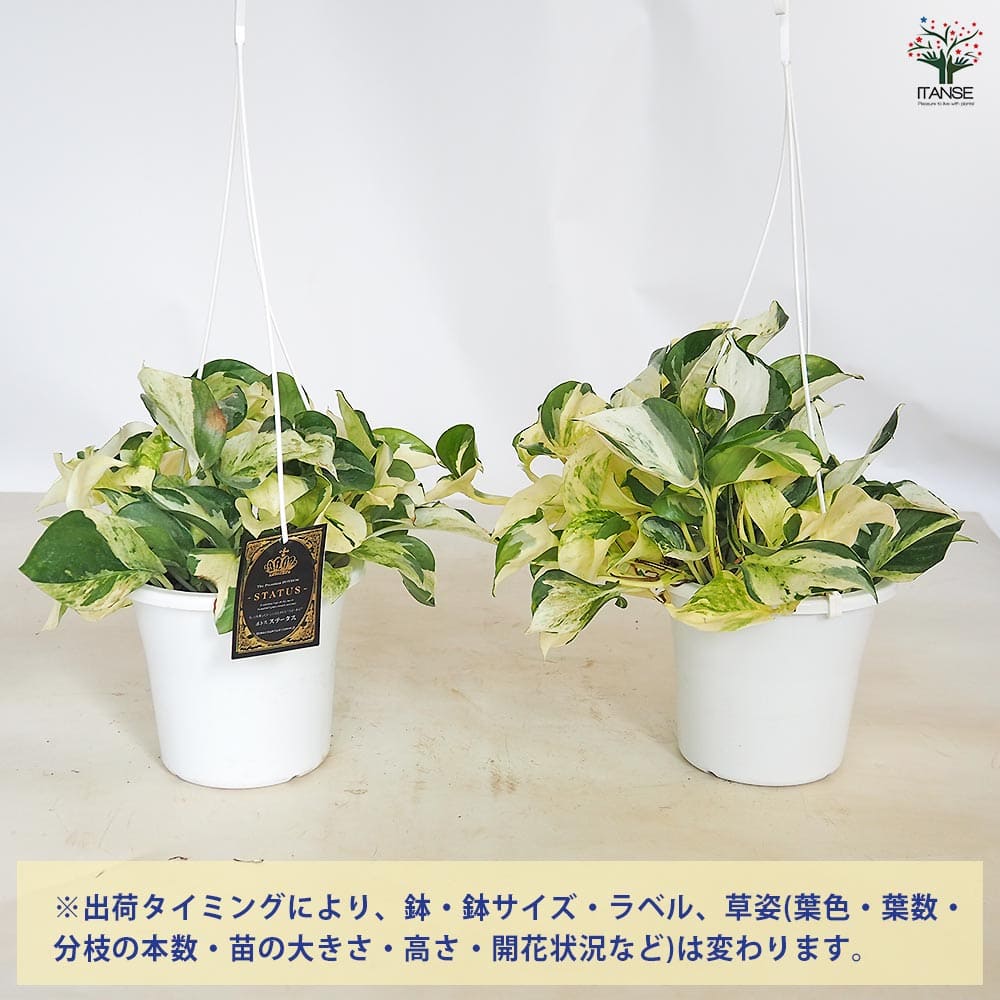 ポトス ステータス吊り 【観葉植物 5号／1個売り】