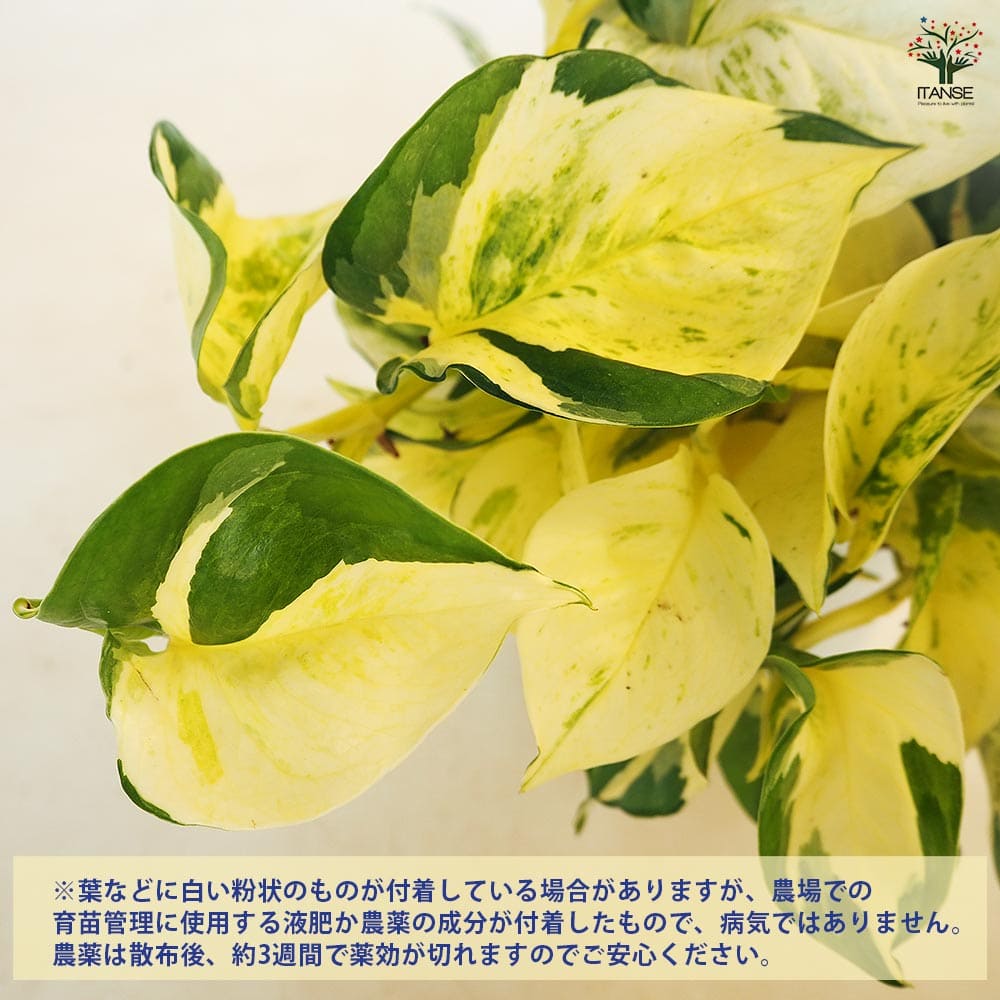 ポトス ステータス吊り 【観葉植物 5号／1個売り】｜ 【植物の