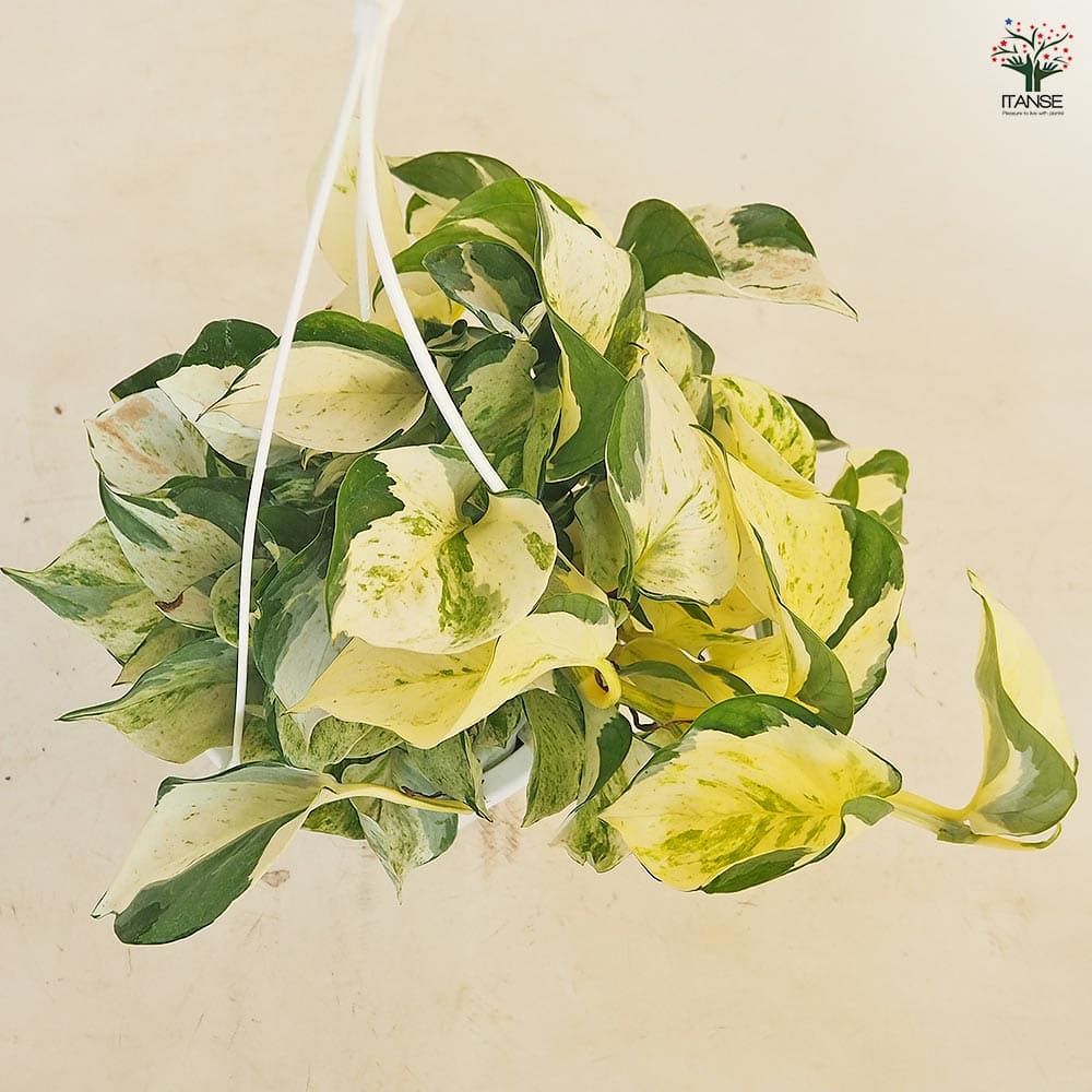 ポトス ステータス吊り 【観葉植物 5号／1個売り】