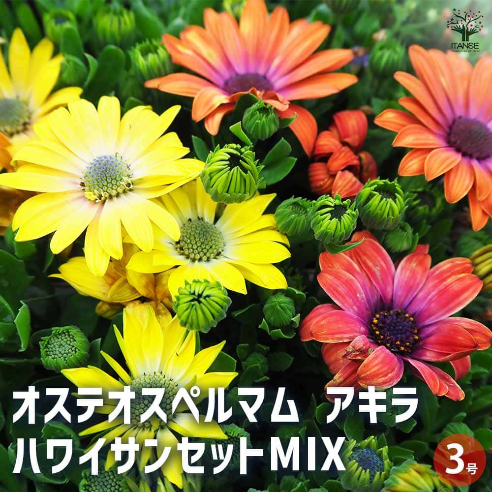 オステオスペルマム アキラ ハワイサンセットMIX 【花苗 3号