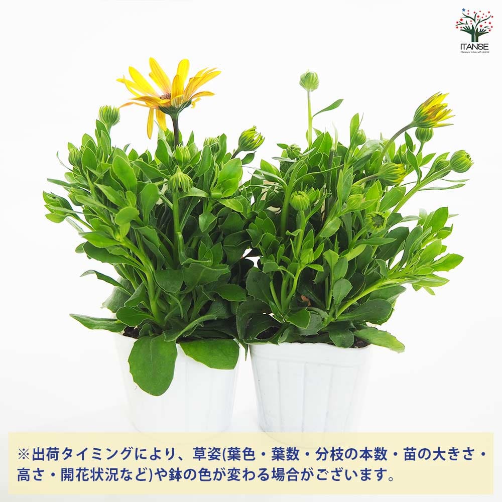 オステオスペルマム アキラ ハワイサンセットMIX 【花苗 3号