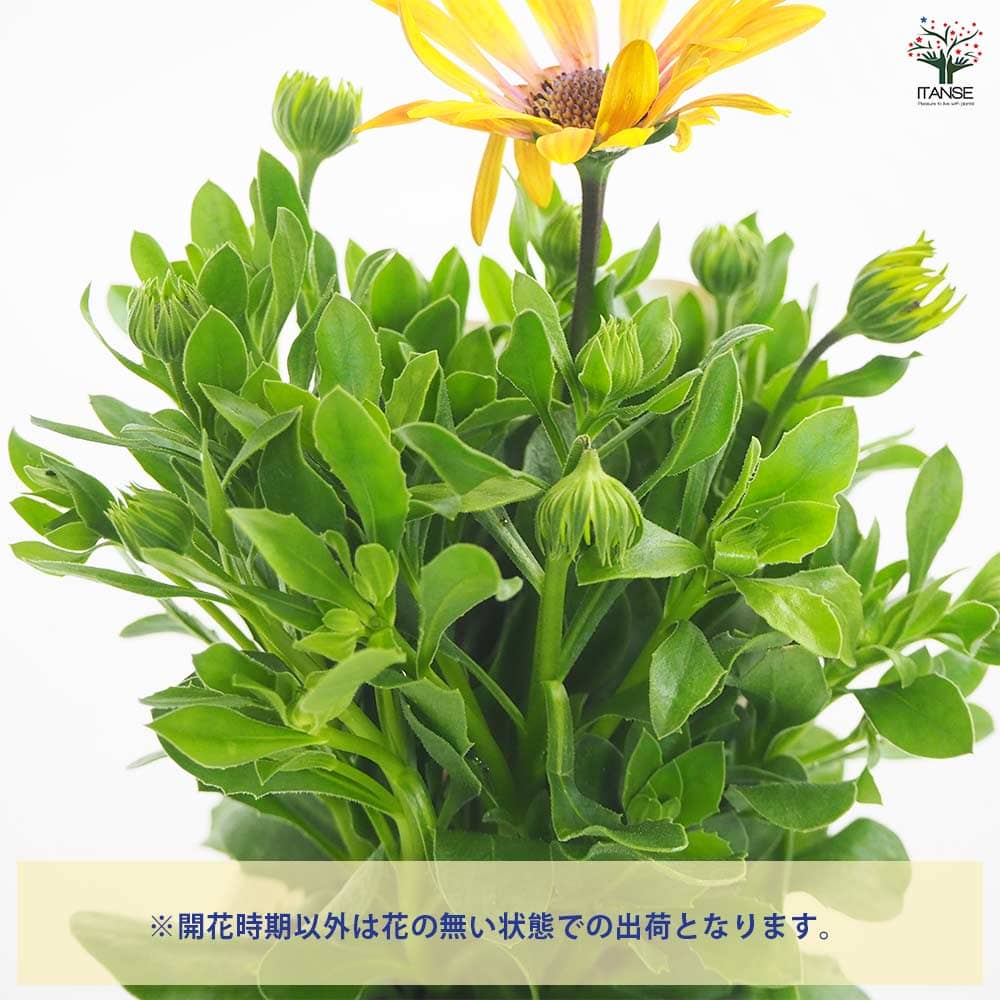 オステオスペルマム アキラ ハワイサンセットMIX 【花苗 3号