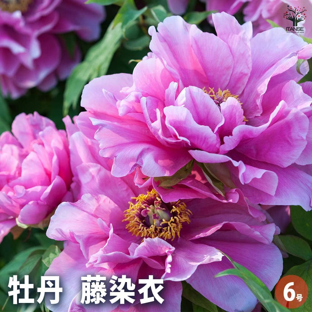 牡丹 藤染衣 【花苗 6号／1個売り】｜ 【植物のITANSE】全品送料
