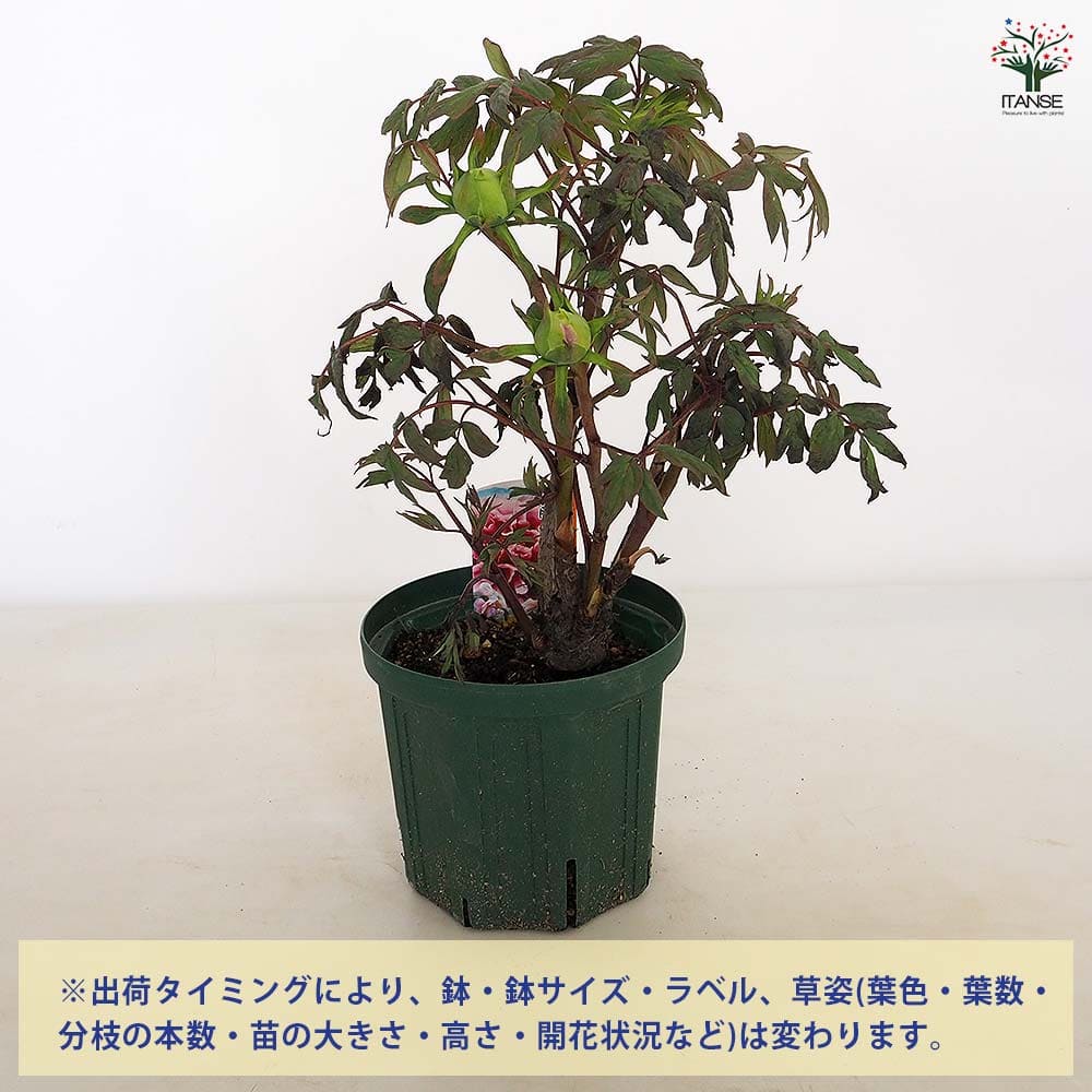 ゆぅちゃん　火曜日発送♡ページ　牡丹玉６鉢 牡丹 藤染衣 【花苗 6号／1個売り】｜ 【植物のITANSE】全品送料
