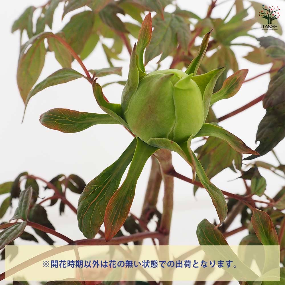 牡丹 藤染衣 【花苗 6号／1個売り】｜ 【植物のITANSE】全品送料