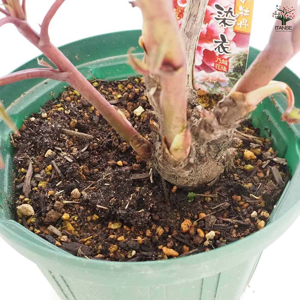 牡丹 藤染衣 【花苗 6号／1個売り】｜ 【植物のITANSE】全品送料