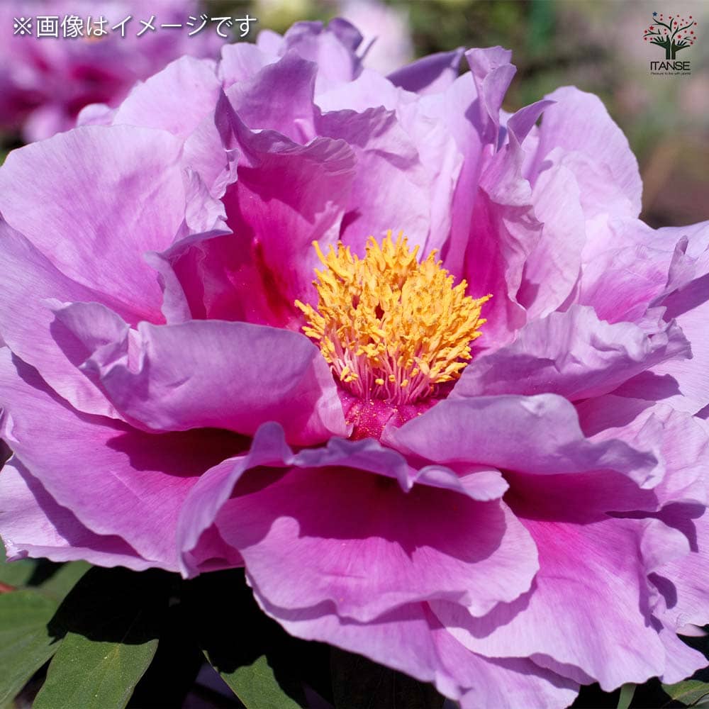 牡丹 藤染衣 【花苗 6号／1個売り】｜ 【植物のITANSE】全品送料