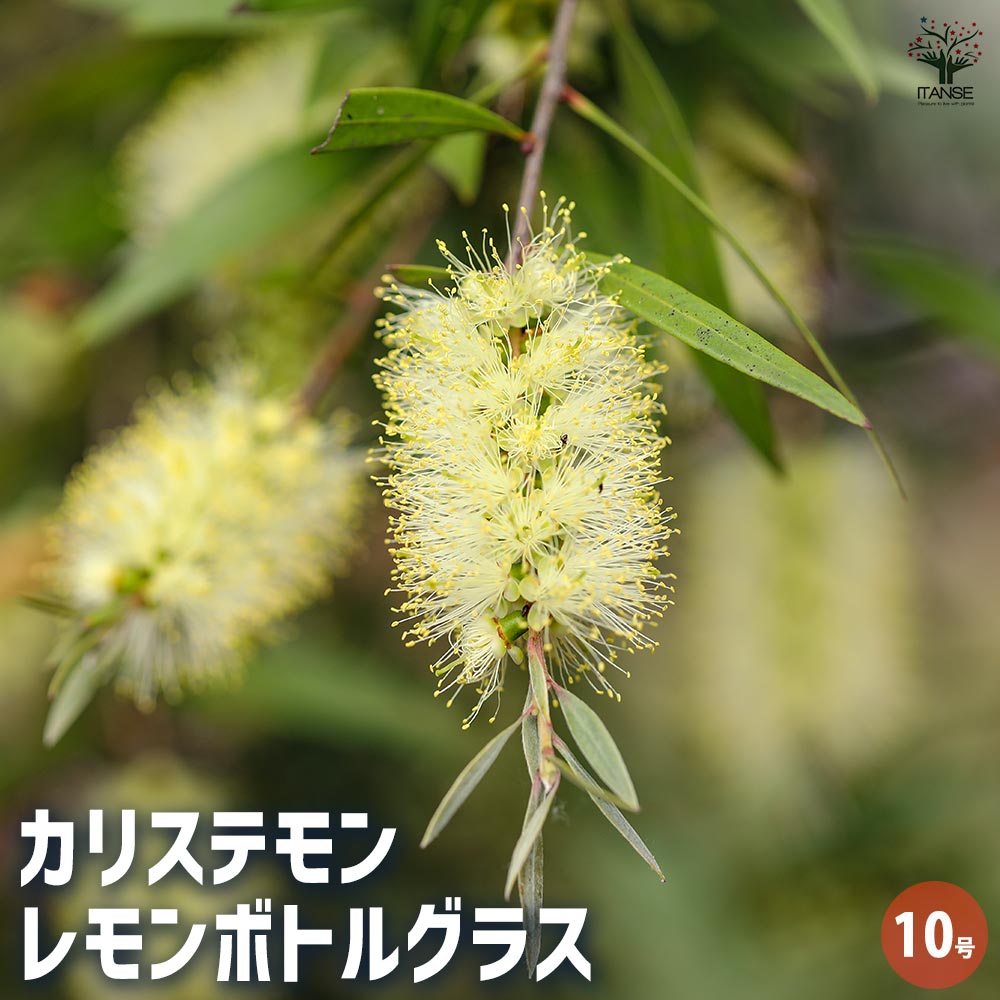 カリステモン レモンボトルグラス 【花木苗 10号／1個売り】｜ 【植物