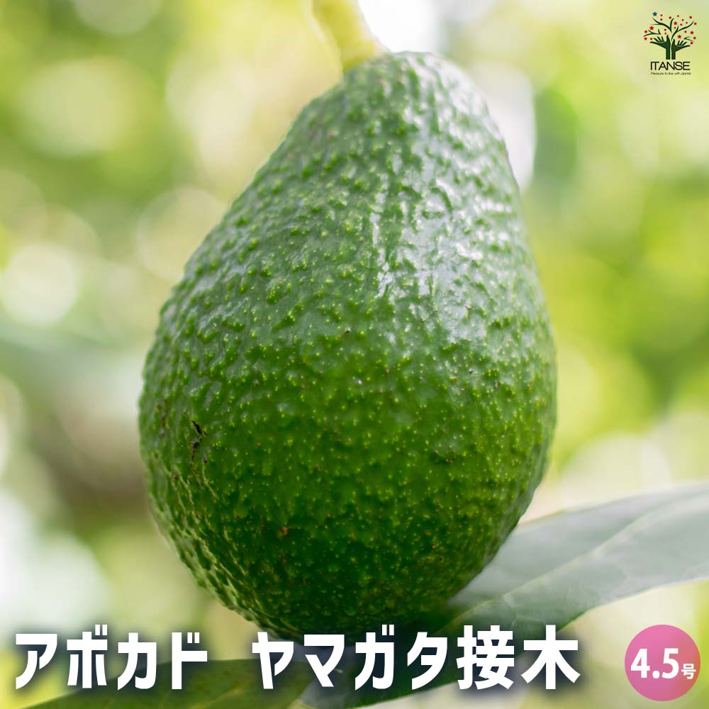 アボカド ヤマガタ 【果樹の苗木 4.5号／1個売り】｜ 【植物の