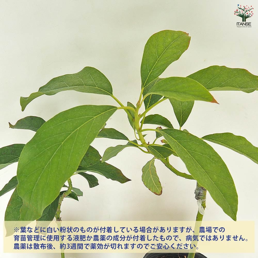 アボカド ヤマガタ 【果樹の苗木 4.5号／1個売り】｜ 【植物の