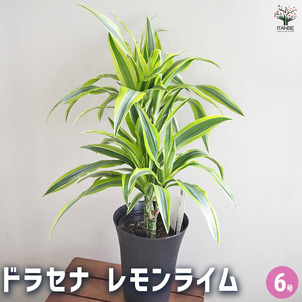 ドラセナ レモンライム 【観葉植物 6号／1個売り】｜ 【植物の
