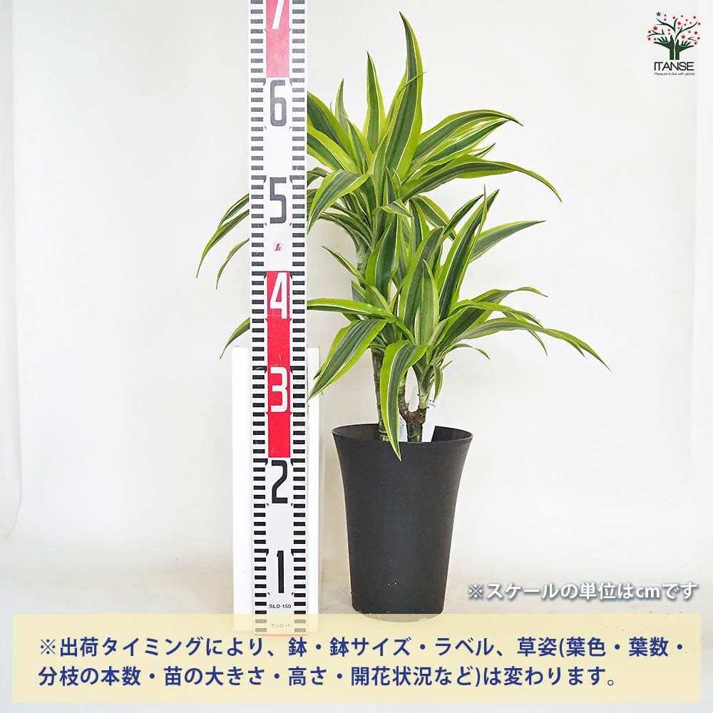 ドラセナ レモンライム 【観葉植物 6号／1個売り】
