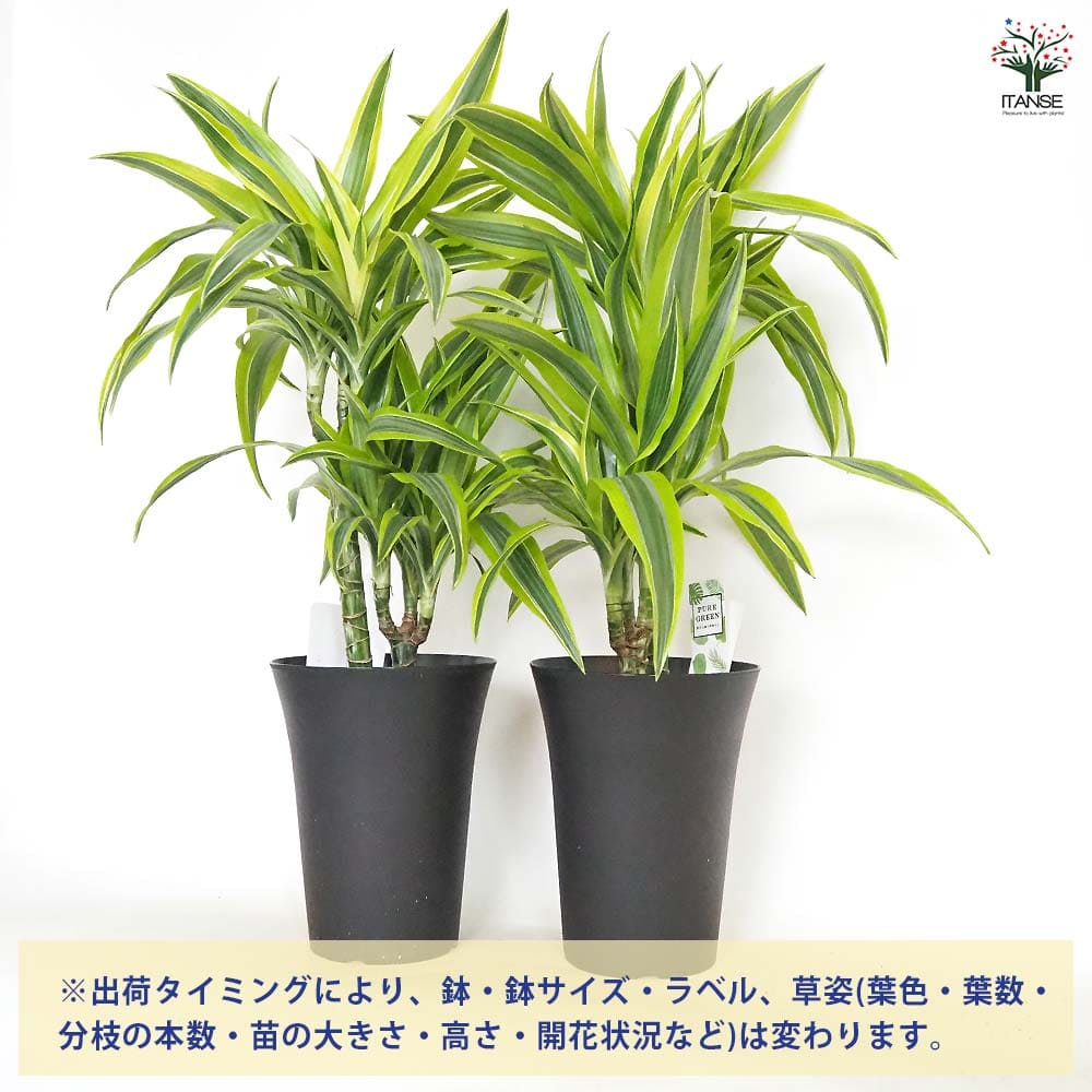 ドラセナ レモンライム 【観葉植物 6号／1個売り】