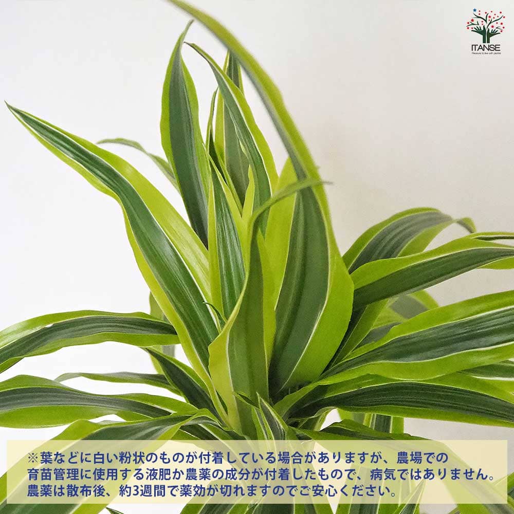 ドラセナ レモンライム 【観葉植物 6号／1個売り】