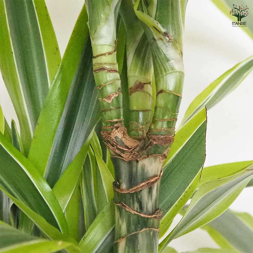 ドラセナ レモンライム 【観葉植物 6号／1個売り】