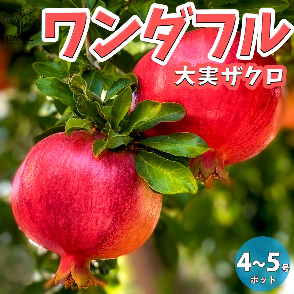 Itanse良品ｾﾚｸﾄ通販