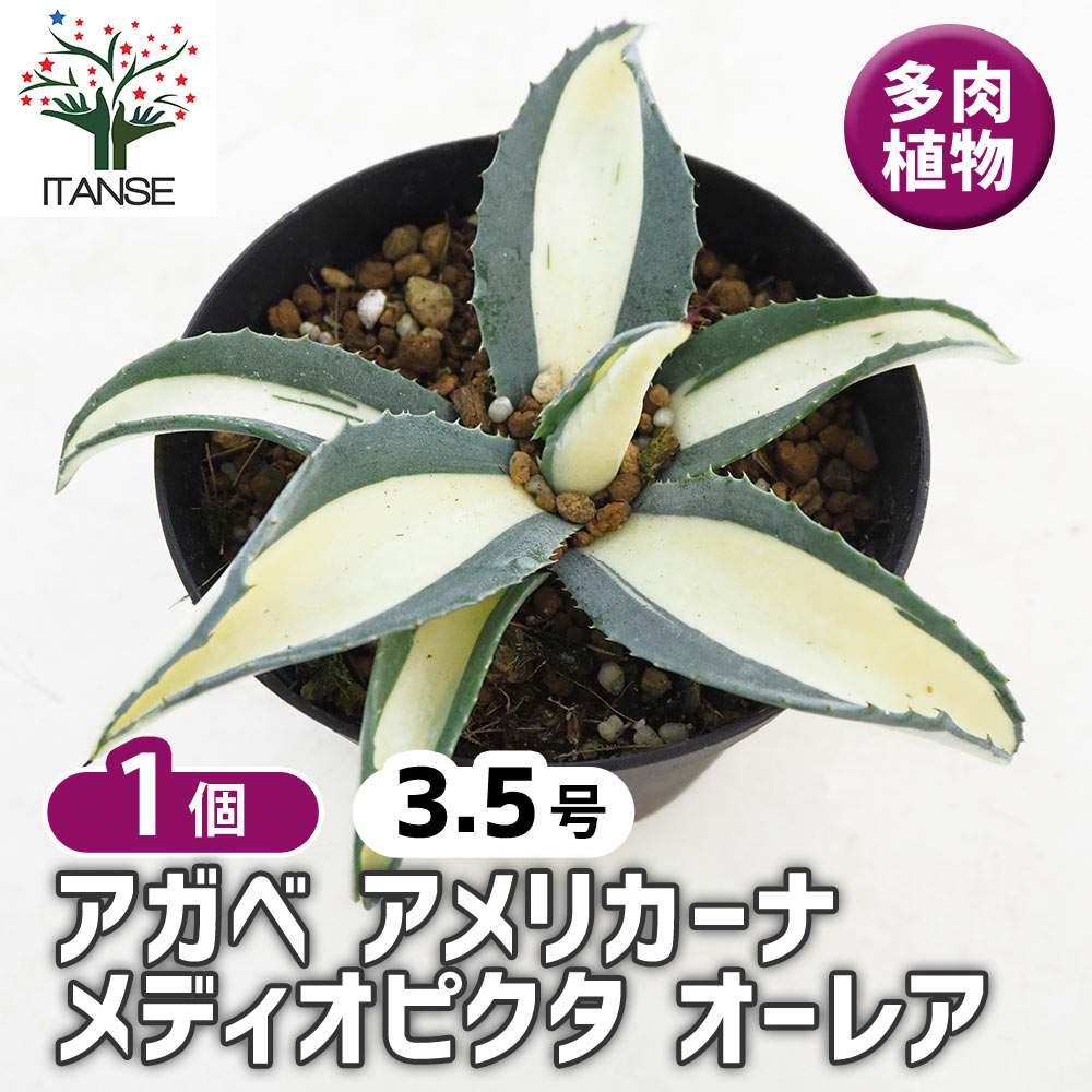 アガベ アメリカーナ メディオピクタ Aurea 【多肉植物 3.5号／1