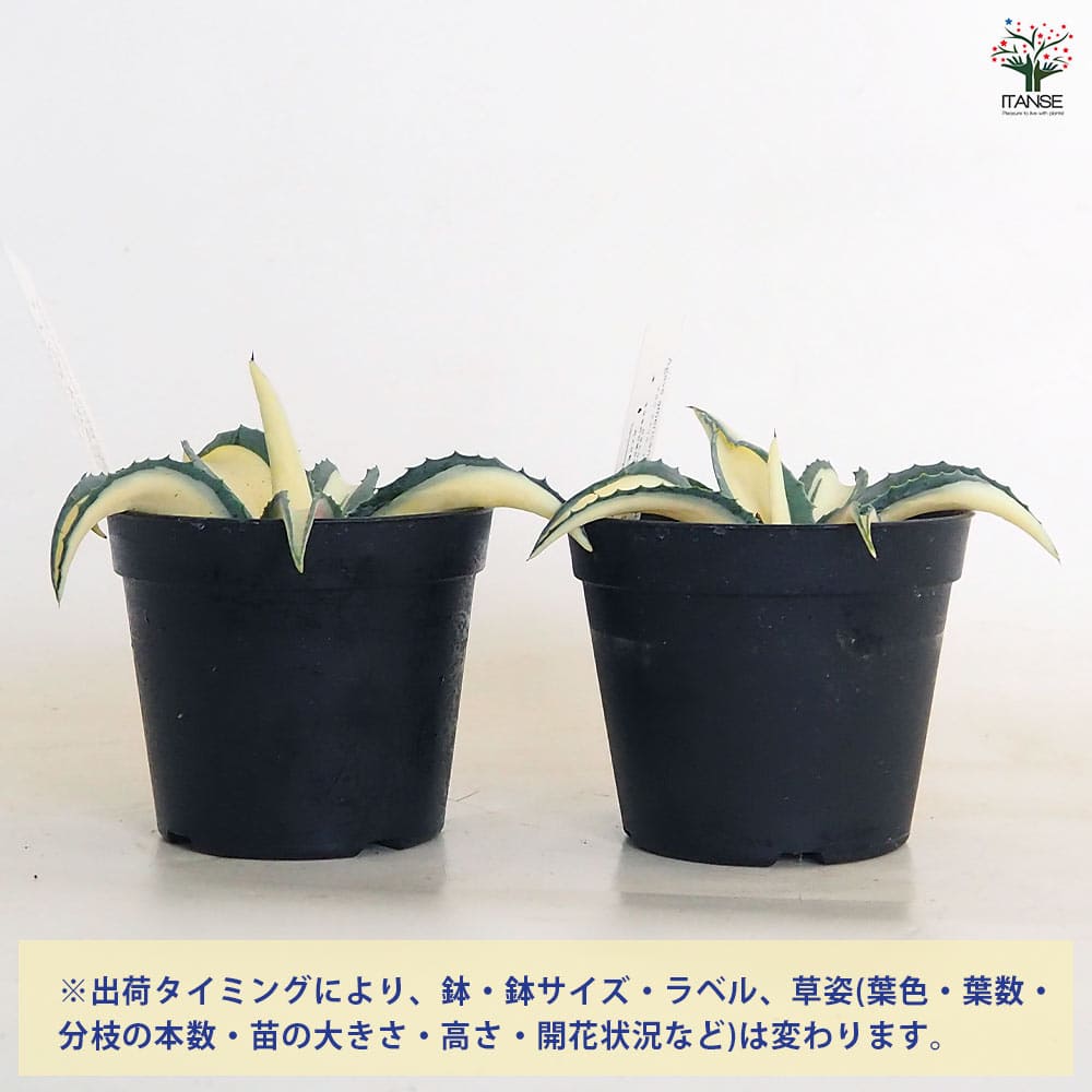 大株！アガベ　アメリカーナ　オーレア 楽天市場】アガベ アメリカーナ 大の通販