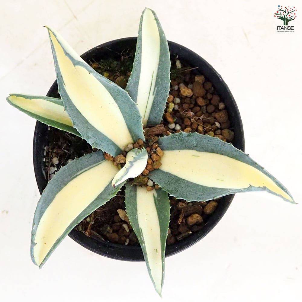 アガベ アメリカーナ メディオピクタ Aurea 【多肉植物 3.5号／1個売り