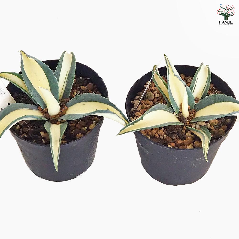 アガベ アメリカーナ メディオピクタ Aurea 【多肉植物 3.5号／1