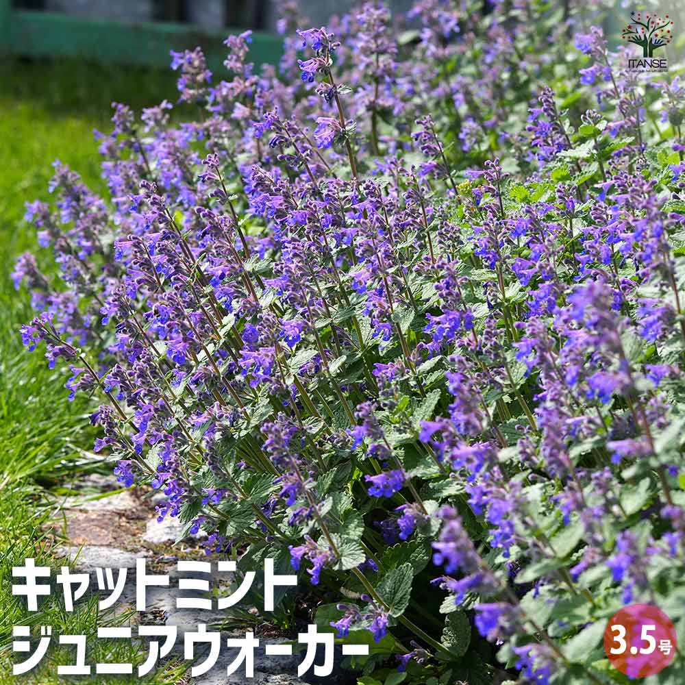 キャットミント ジュニアウォーカー 【ハーブの苗 3.5号】