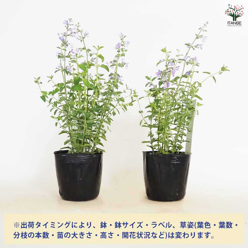 キャットミント ジュニアウォーカー 【ハーブの苗 3.5号】