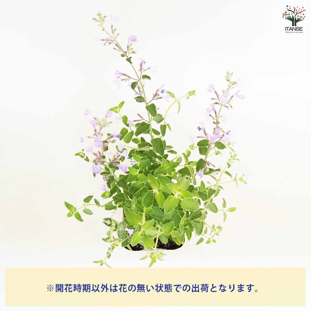 キャットミント ジュニアウォーカー 【ハーブの苗 3.5号】