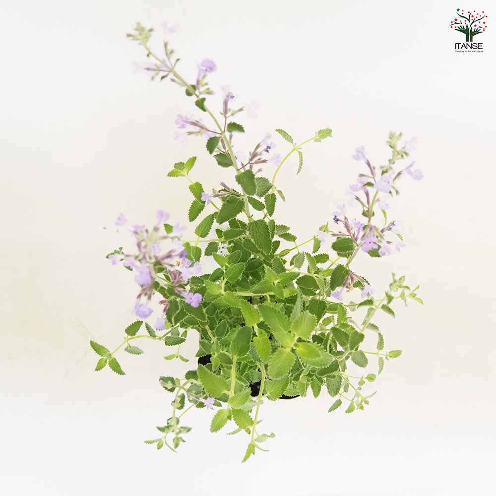 キャットミント ジュニアウォーカー 【ハーブの苗 3.5号】