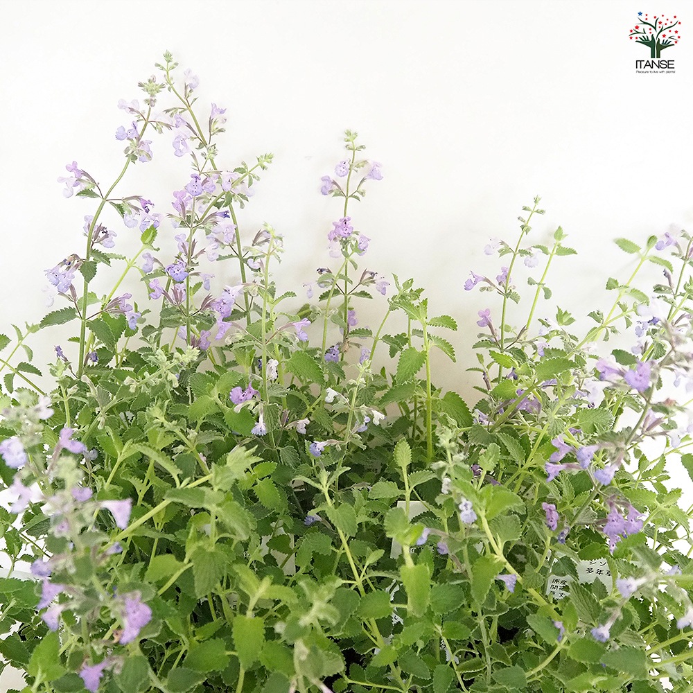 キャットミント ジュニアウォーカー 【ハーブの苗 3.5号】