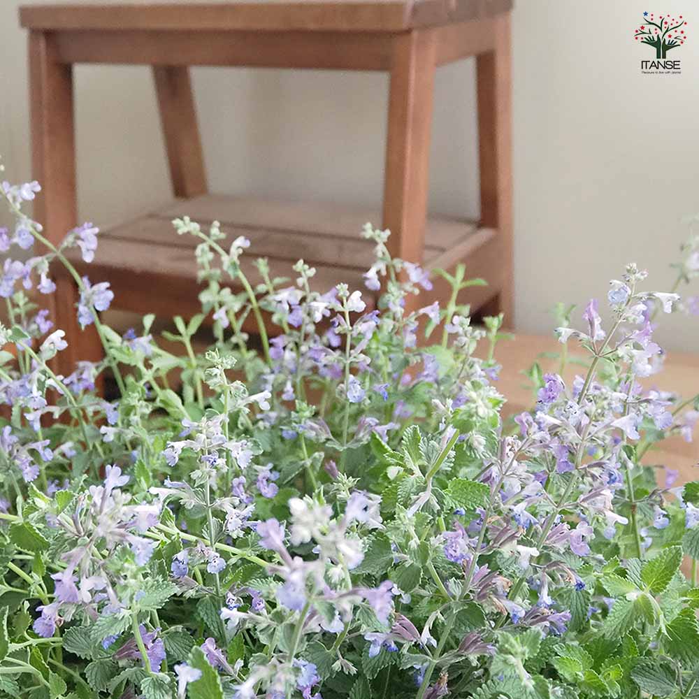 キャットミント ジュニアウォーカー 【ハーブの苗 3.5号】