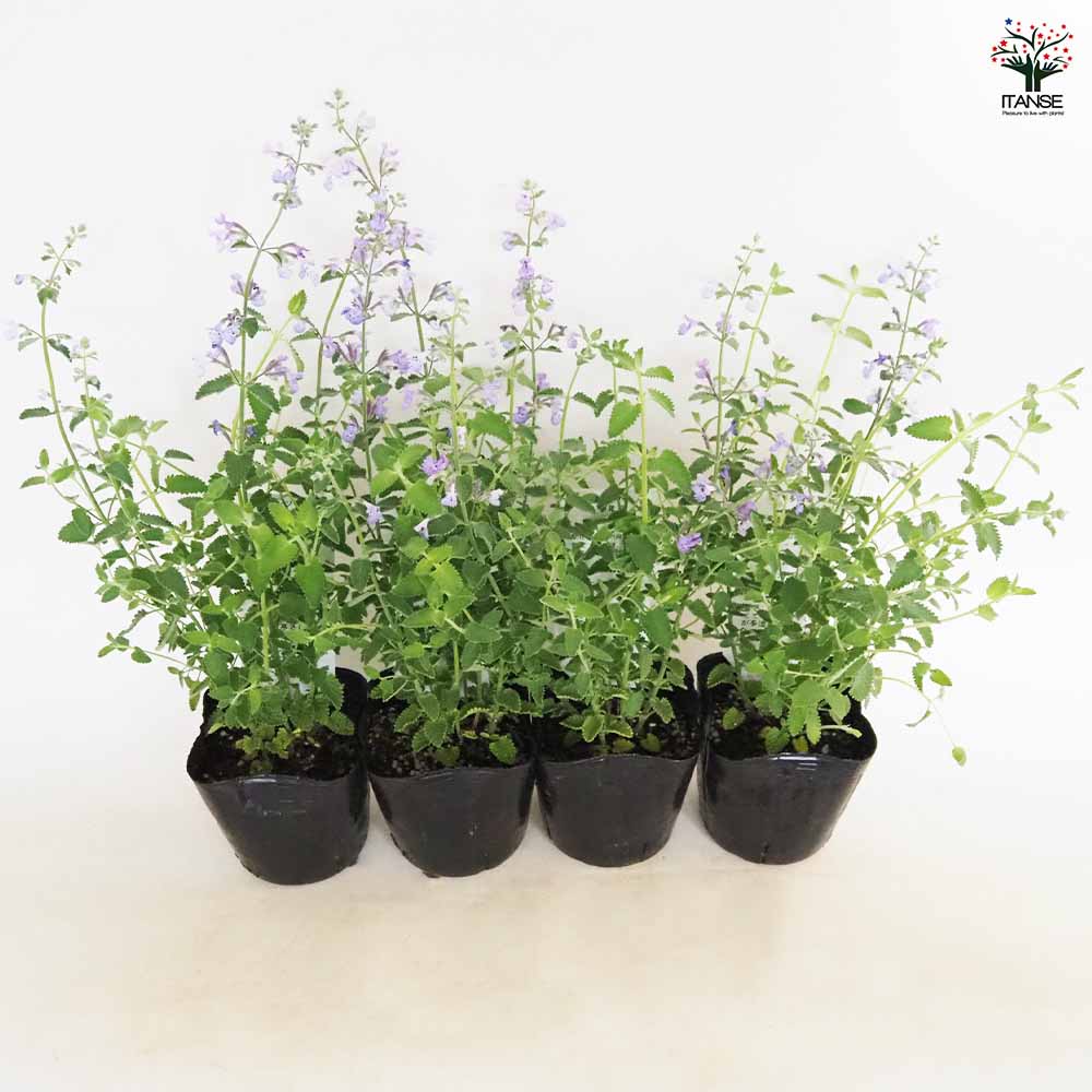 キャットミント ジュニアウォーカー 【ハーブの苗 3.5号】