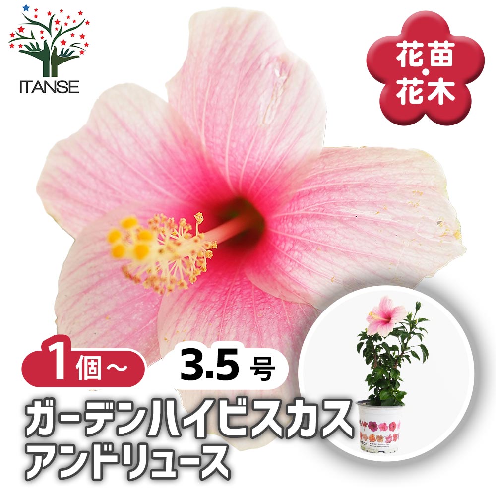 ガーデンハイビスカス アンドリュー 【花木苗 3.5号】｜ 【植物の