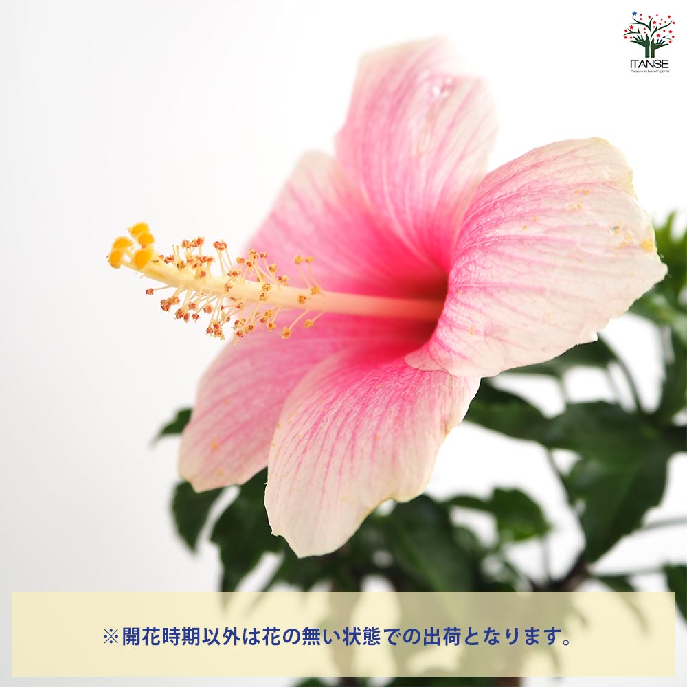 ガーデンハイビスカス アンドリュー 【花木苗 3.5号】｜ 【植物の