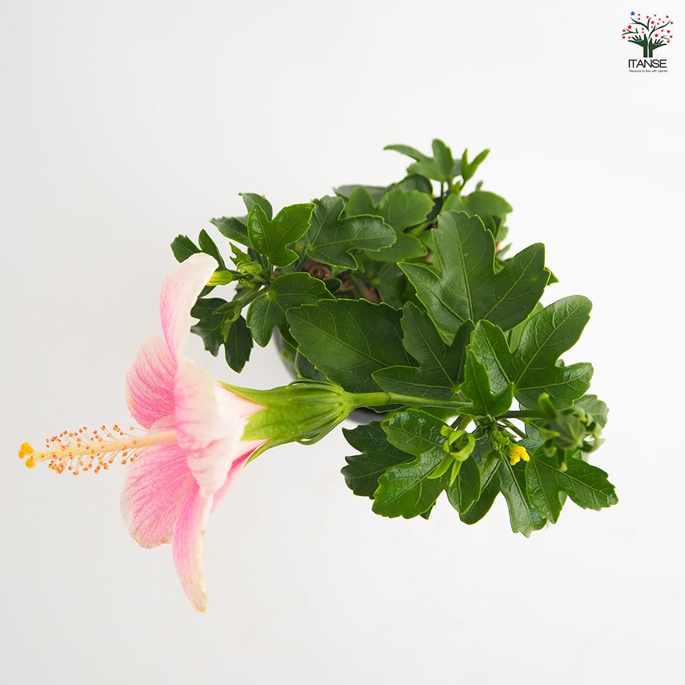 ガーデンハイビスカス アンドリュー 【花木苗 3.5号】｜ 【植物の