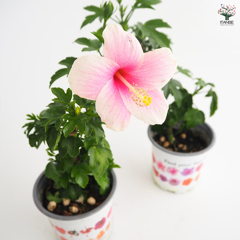 ガーデンハイビスカス アンドリュー 【花木苗 3.5号】｜ 【植物の