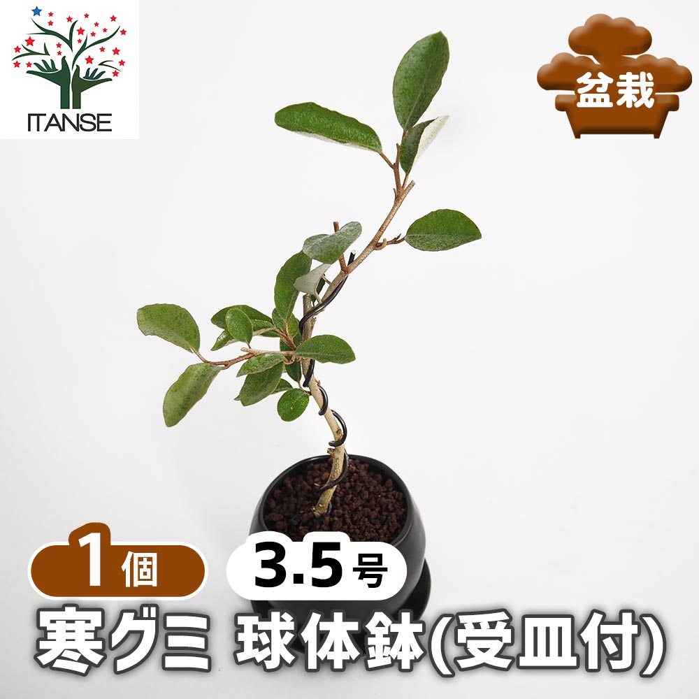 寒グミ 球体鉢(受皿付) 【盆栽 3.5号／1個売り】｜ 【植物の
