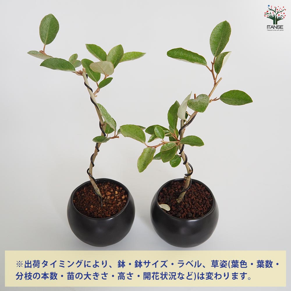 寒グミ 球体鉢(受皿付) 【盆栽 3.5号／1個売り】｜ 【植物の