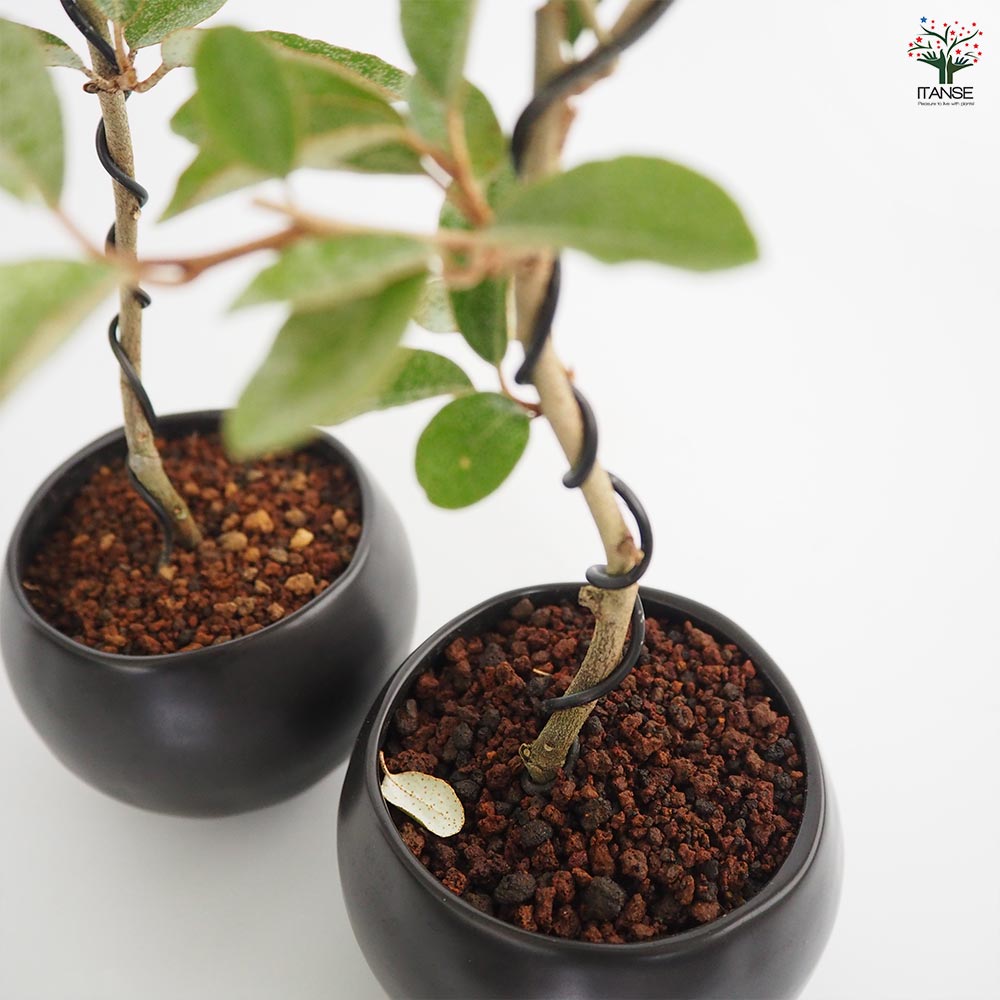 寒グミ 球体鉢(受皿付) 【盆栽 3.5号／1個売り】｜ 【植物の