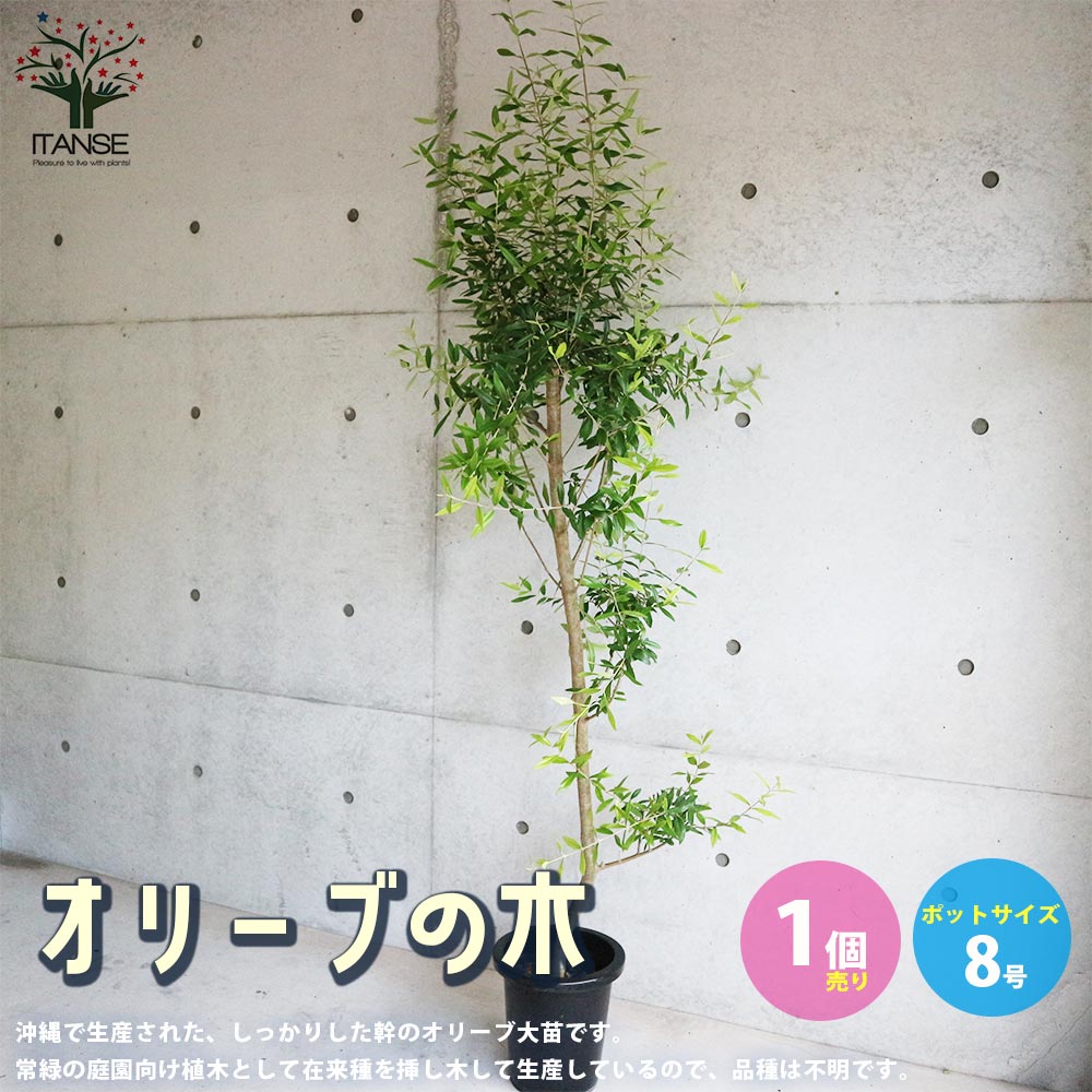オリーブの苗木 品種不明【果樹の苗木 8号鉢大苗／1個売り】｜ 【植物 