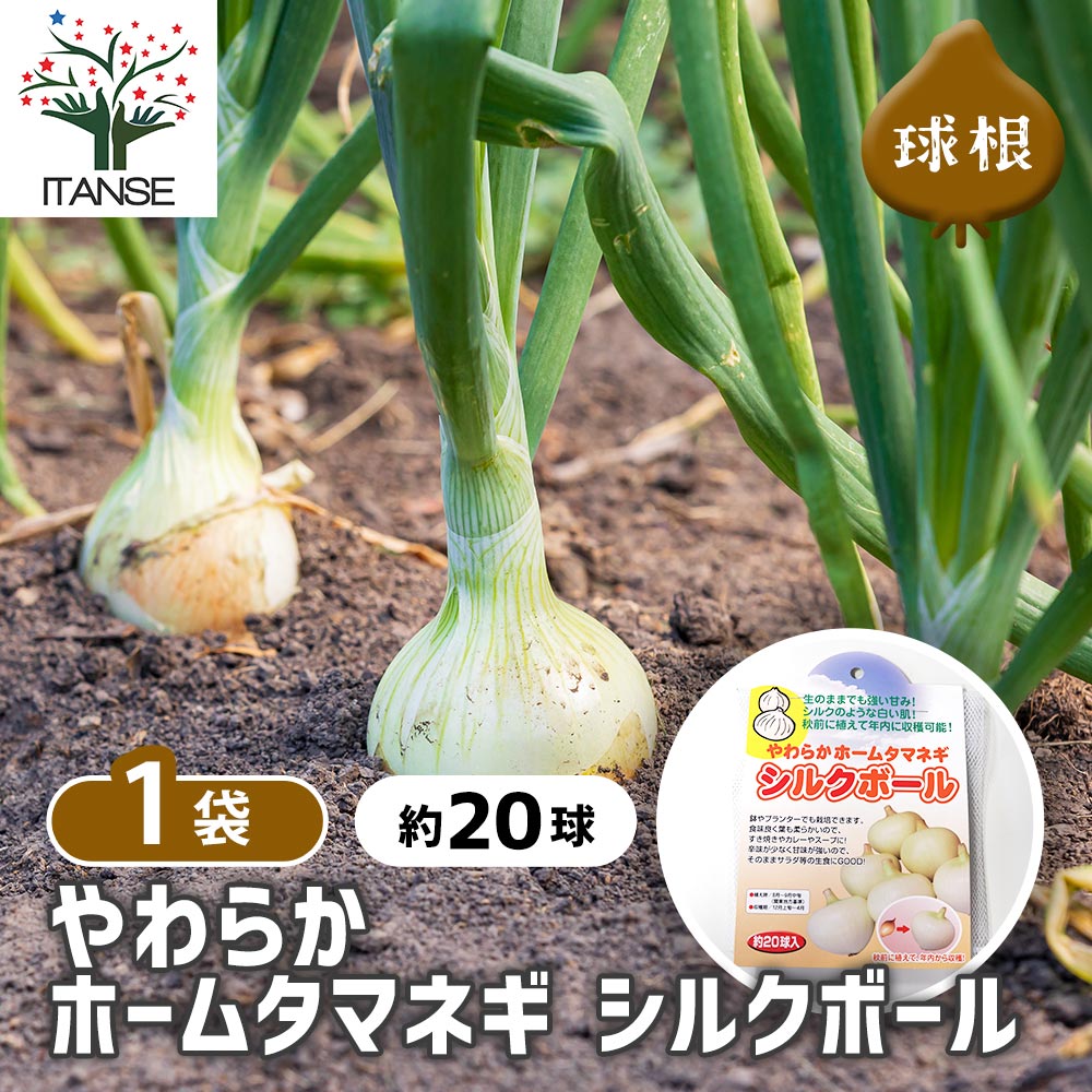 やわらかホームタマネギ シルクボール 【野菜球根 約20球／1個売り】