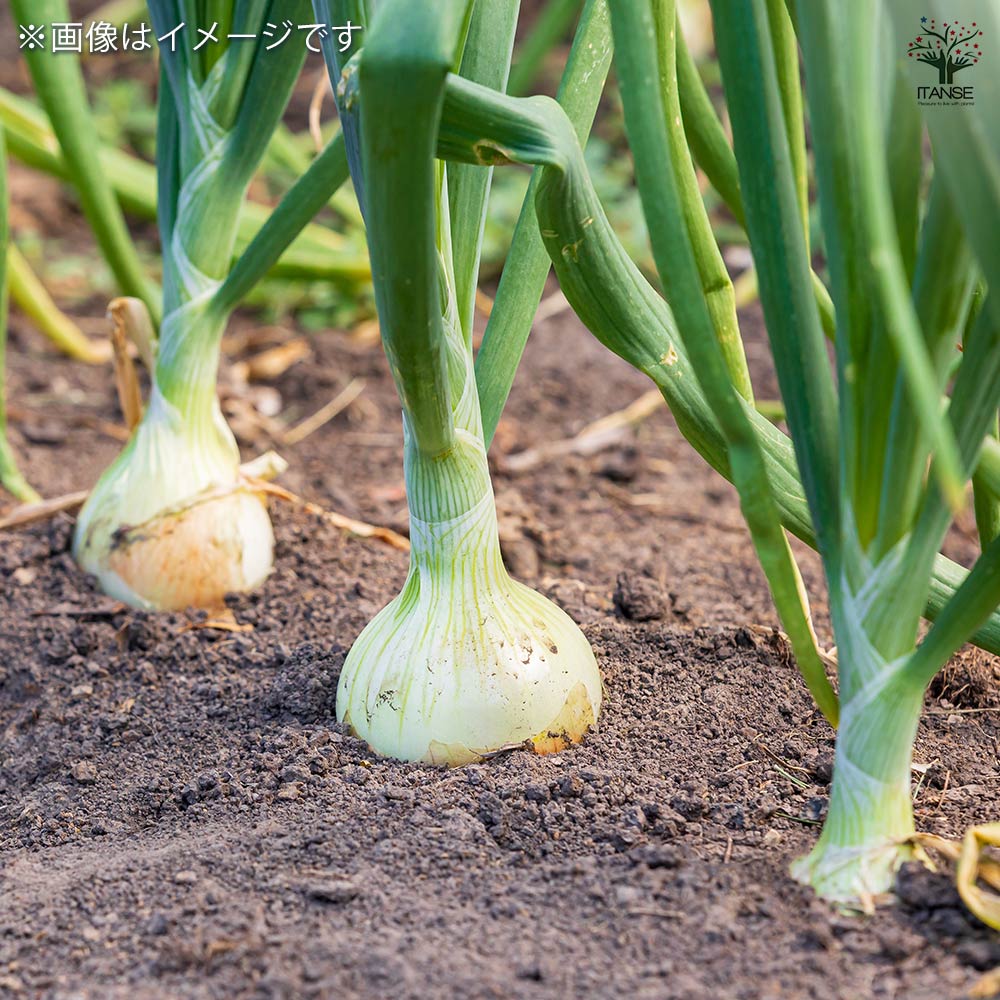 やわらかホームタマネギ シルクボール 【野菜球根 約20球／1個売り】