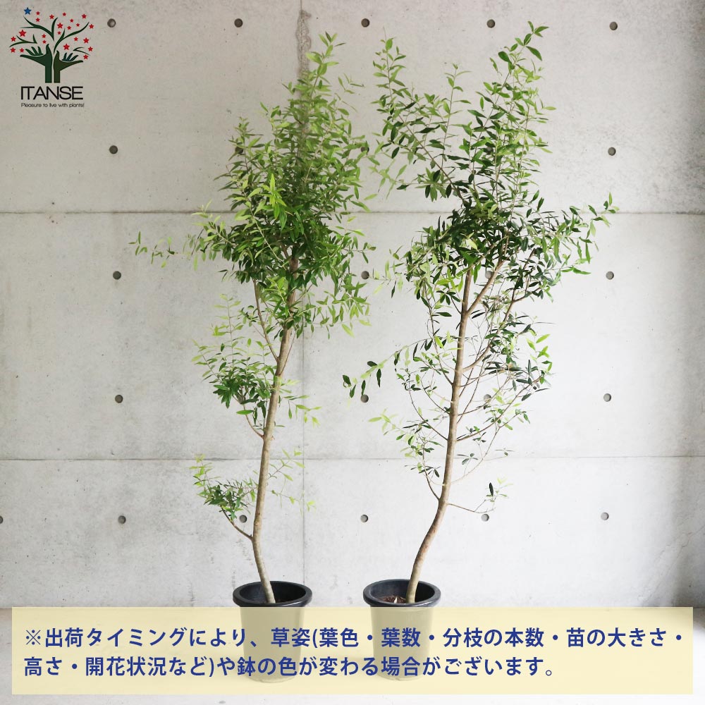 オリーブの苗木 品種不明【果樹の苗木 8号鉢大苗／1個売り】｜ 【植物