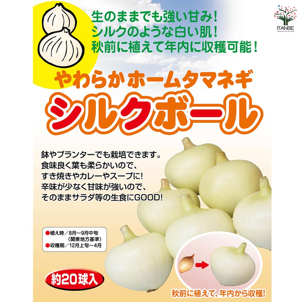 やわらかホームタマネギ シルクボール 【野菜球根 約20球／1個売り】