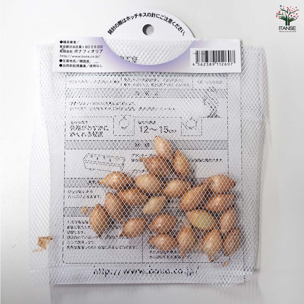 やわらかホームタマネギ シルクボール 【野菜球根 約20球／1個売り】