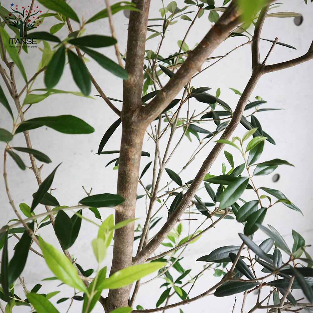オリーブの苗木 品種不明【果樹の苗木 8号鉢大苗／1個売り】｜ 【植物