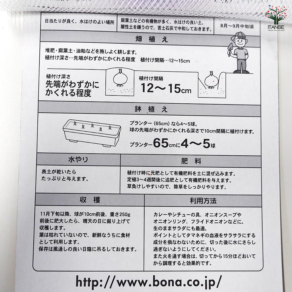 やわらかホームタマネギ シルクボール 【野菜球根 約20球／1個売り】